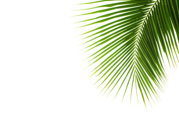 Coconut leaves.