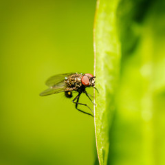 Gnat...