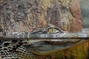 Naklejka premium Caimano dagli occhiali