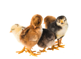 Little newborn baby chicken