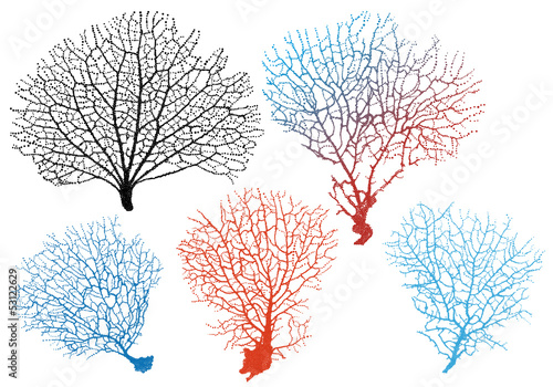 "sea fan corals, vector set" Stock image and royalty-free vector files