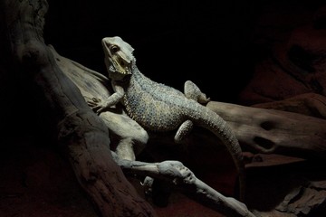 iguana