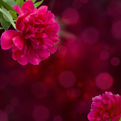 Fototapeta premium peony flowers