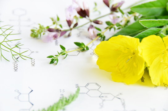 evening primrose and medicinal herbs