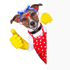 housewife dog