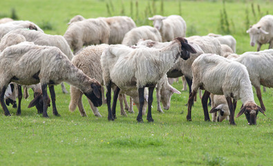 Obraz na płótnie Canvas sheep herd