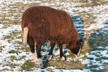 Grazing sheep in a snowy meadow