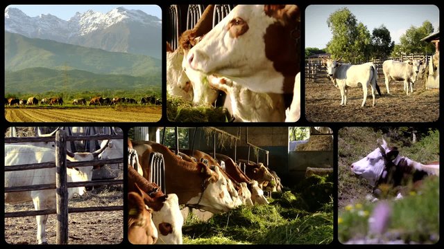 cows, collage
