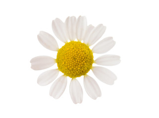 Medical Chamomile isolated