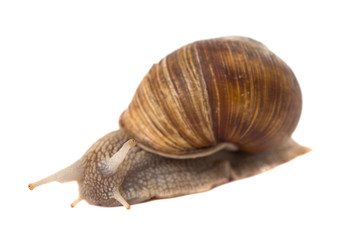 Funny snail isolated