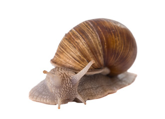 Funny snail isolated