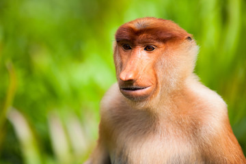 Naklejka premium Proboscis monkey