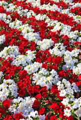 Beautiful white and red petunias arranged in rows