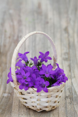 Campanula bell flowers in wicker basket with copy space