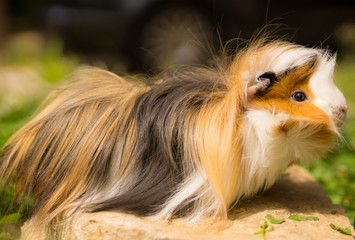 jeune cobaye angora tricolore