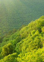 Obraz premium Green forest mountain at morning
