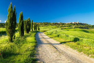 Fototapeta na wymiar Kraj drogi prowadzącej do Pienza, Toskania