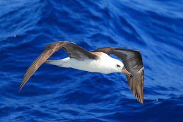 Black-browed albatross (Diomedea melanophris) in Australia