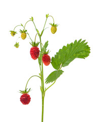 wild strawberry isolated