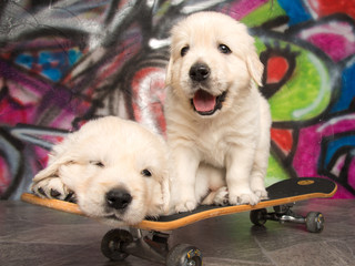 Skateboard Puppy