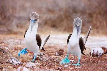 Fototapete Südamerika Paarungstanz mit Blaufußtölpel