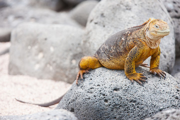 Land iguana