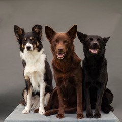 three dogs in studio