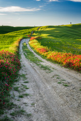 Beautiful view of the tortuous path at sunset in Tuscany