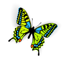 Butterfly Illustration