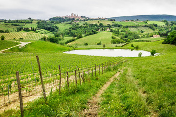 Fototapeta na wymiar Pole winogron na stawie w Włoszech