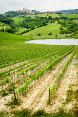 Fototapeta na wymiar Pole winogron na stawie w San Gimignano