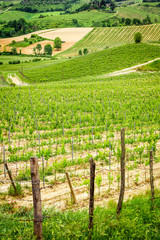 Fototapeta na wymiar Obszary winogron we Włoszech