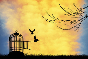 Cage pour oiseau