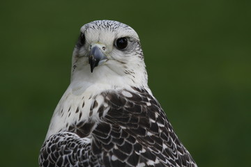 Gerfalke