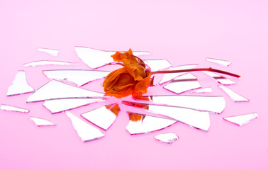 Kiss by a Wilted Rose is Shattered Love