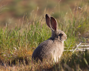 Wild Hare