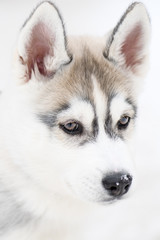 Siberian husky puppy