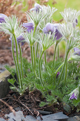 Obraz premium Pasqueflower