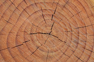 Fototapeta premium Pień drzewa