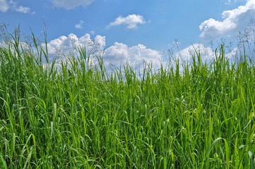Obraz premium Green Grass and Blue Sky