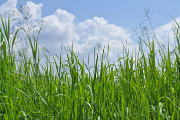 Green Grass and Blue Sky