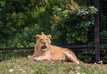 lion