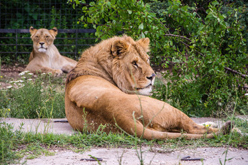 Obraz premium lion