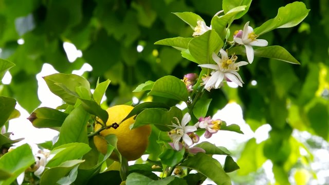 Zitrone am Baum vid 01