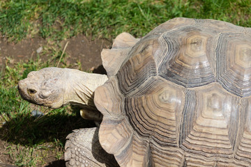 giant tortoise