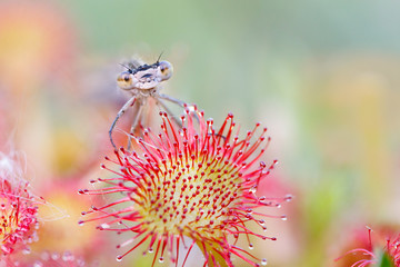 damselfly sitting on sundew © Pim Leijen