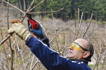 pruning