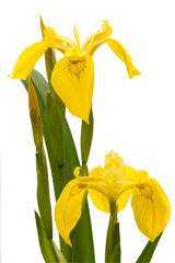 yellow Iris - 53139639