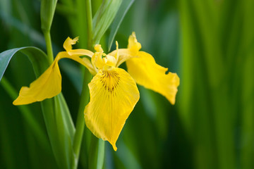 Iris jaune