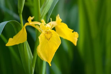 Fotobehang Iris gele iris